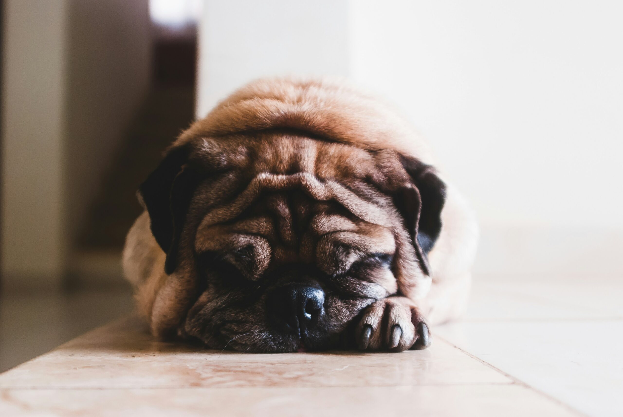 Secrets To Stop Your Pet from Peeing or Pooping at Home