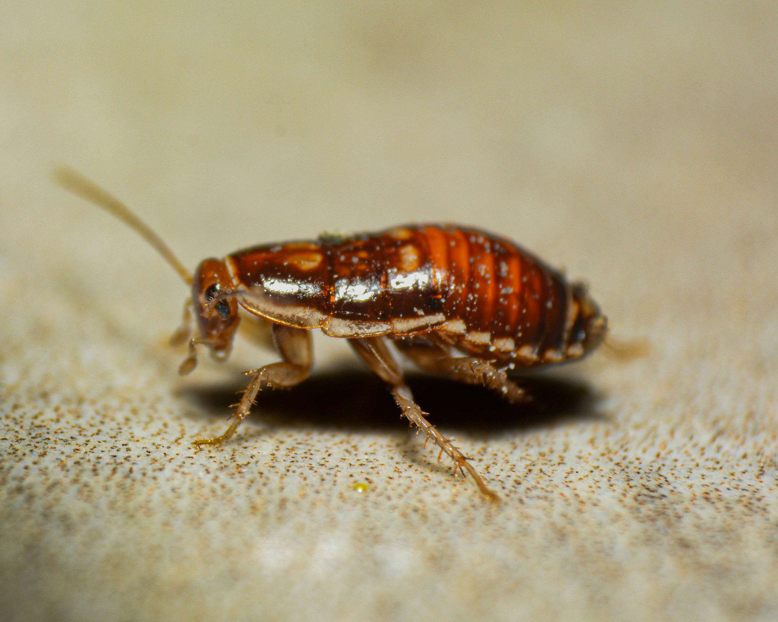 Cockroach Infestations and How to Get Rid of Them