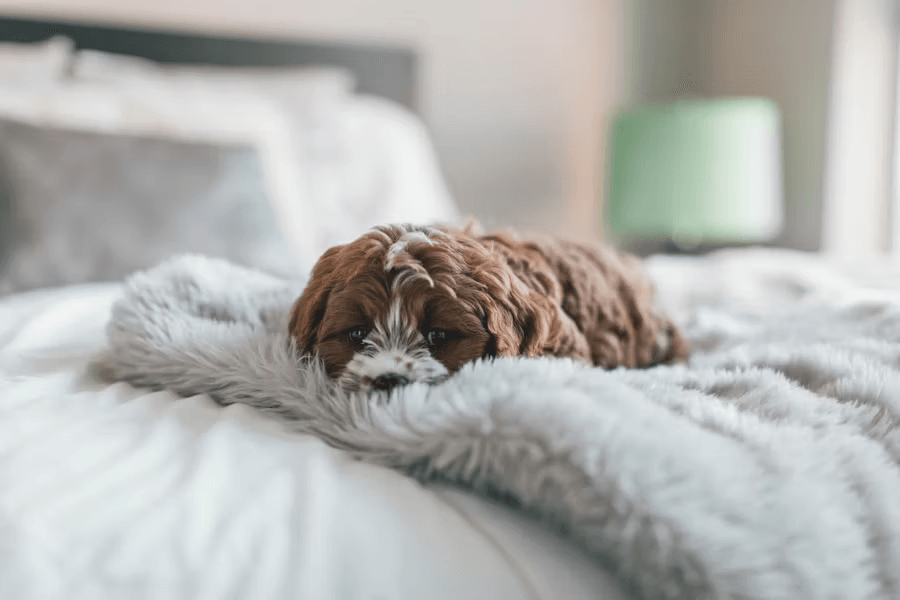 How to Manage Pet Hair and Odors in the Home