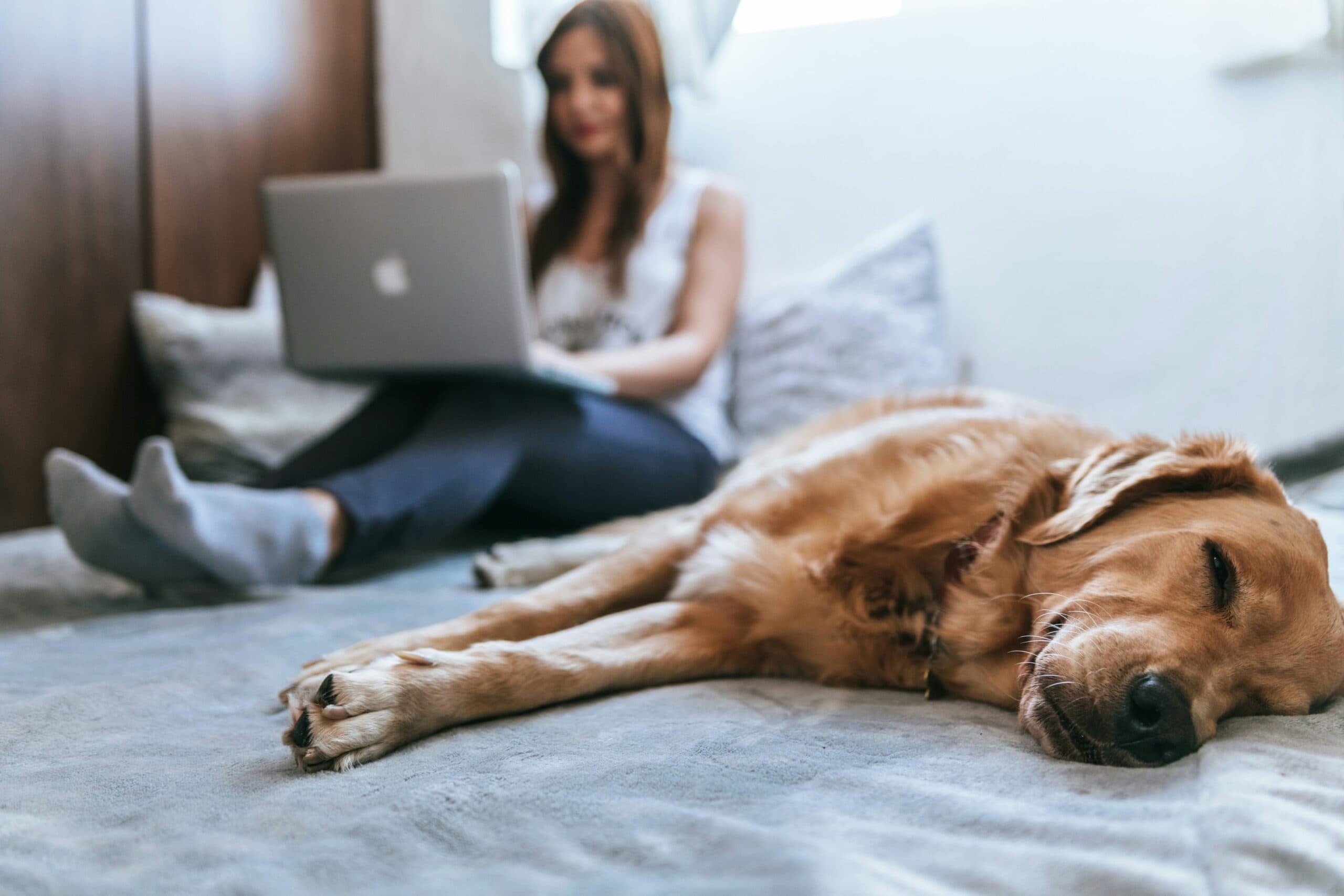 dog sleeping on bed